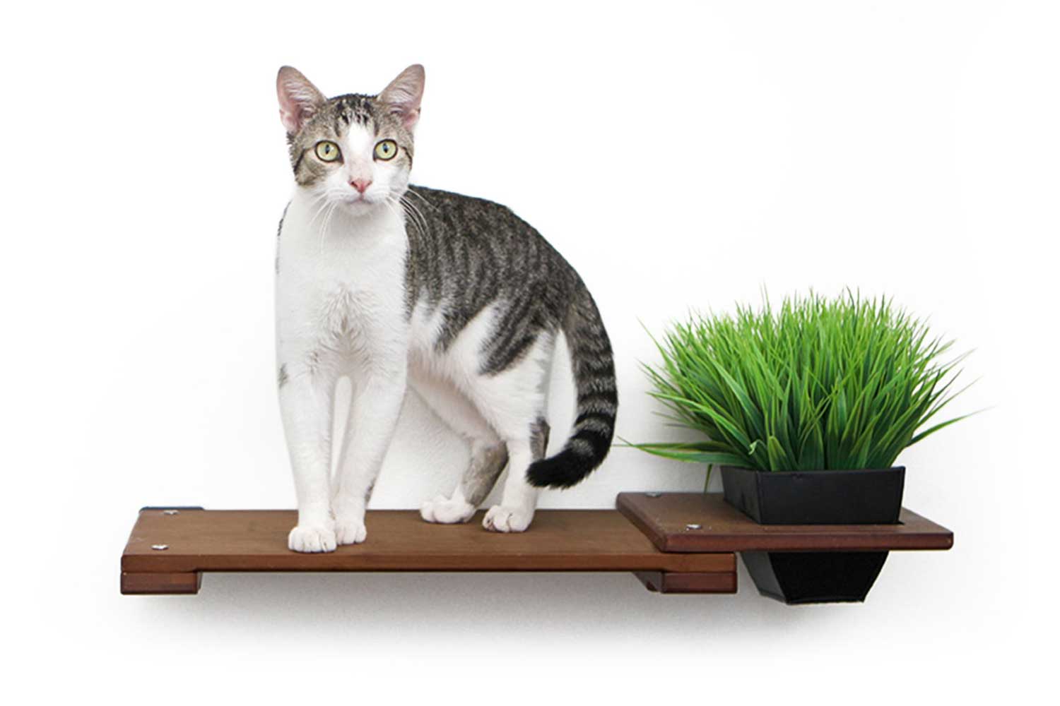 Cat Plant Stand for Wall