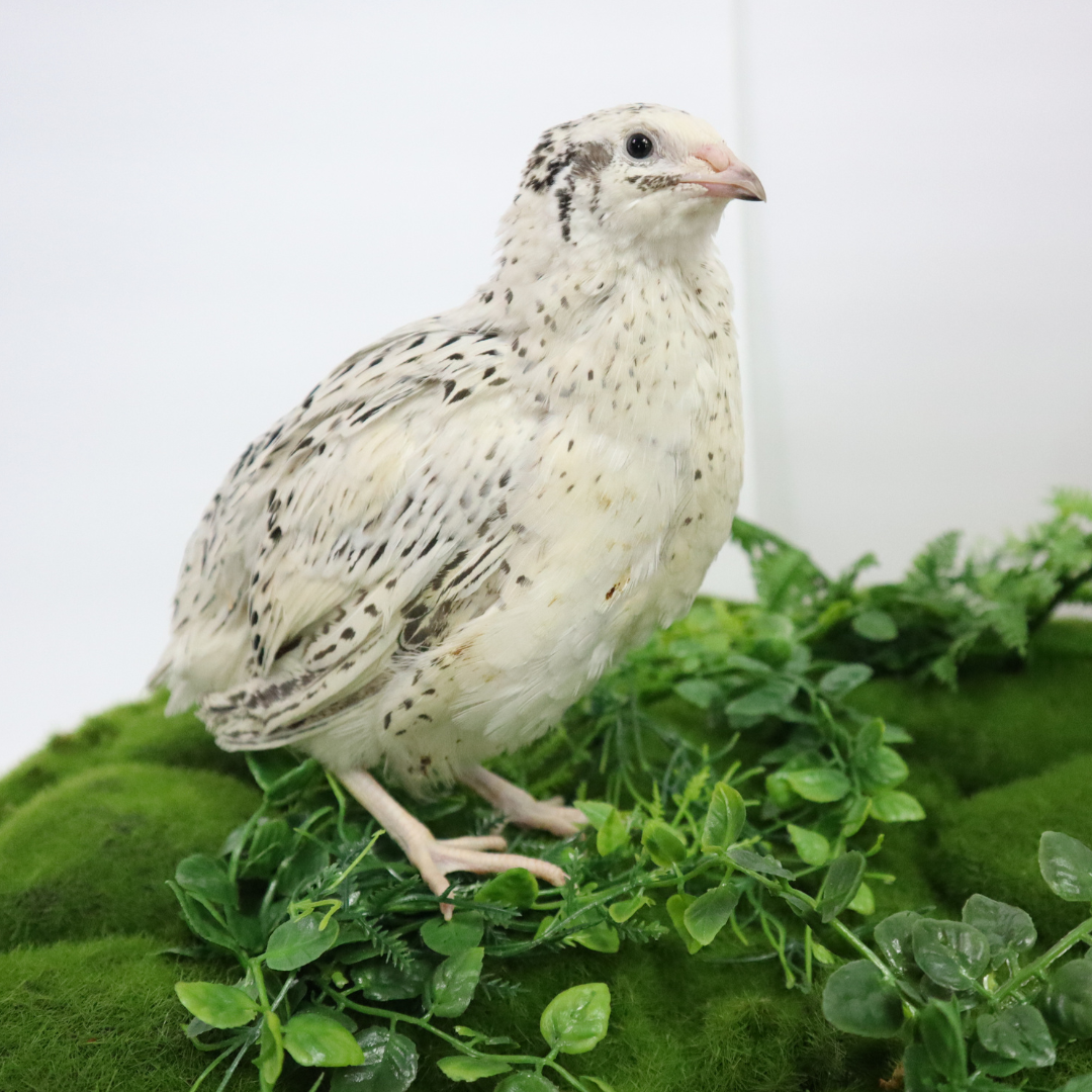 Pearl Fee Quail Hatching Eggs