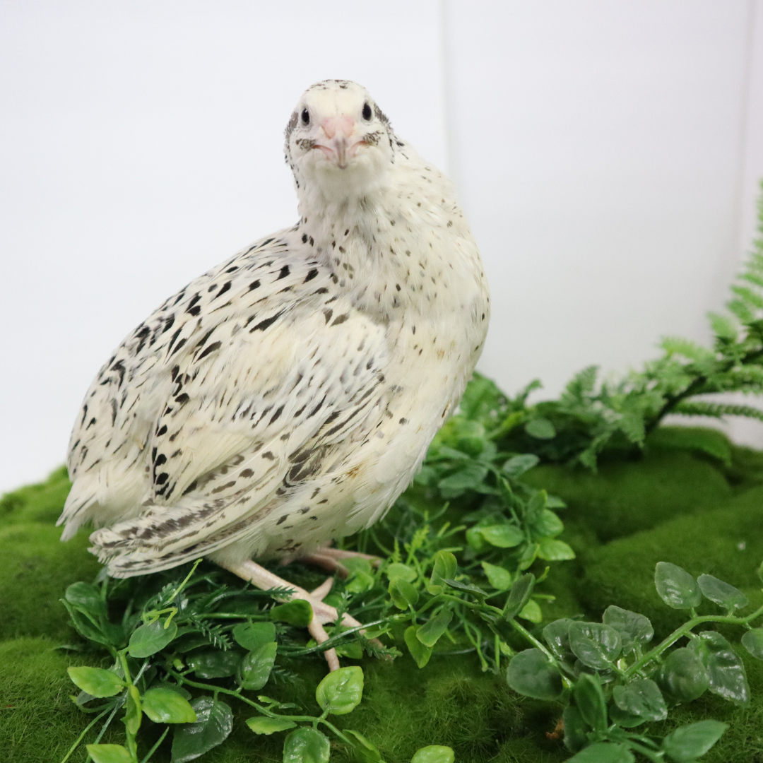 Pearl Fee Quail Hatching Eggs