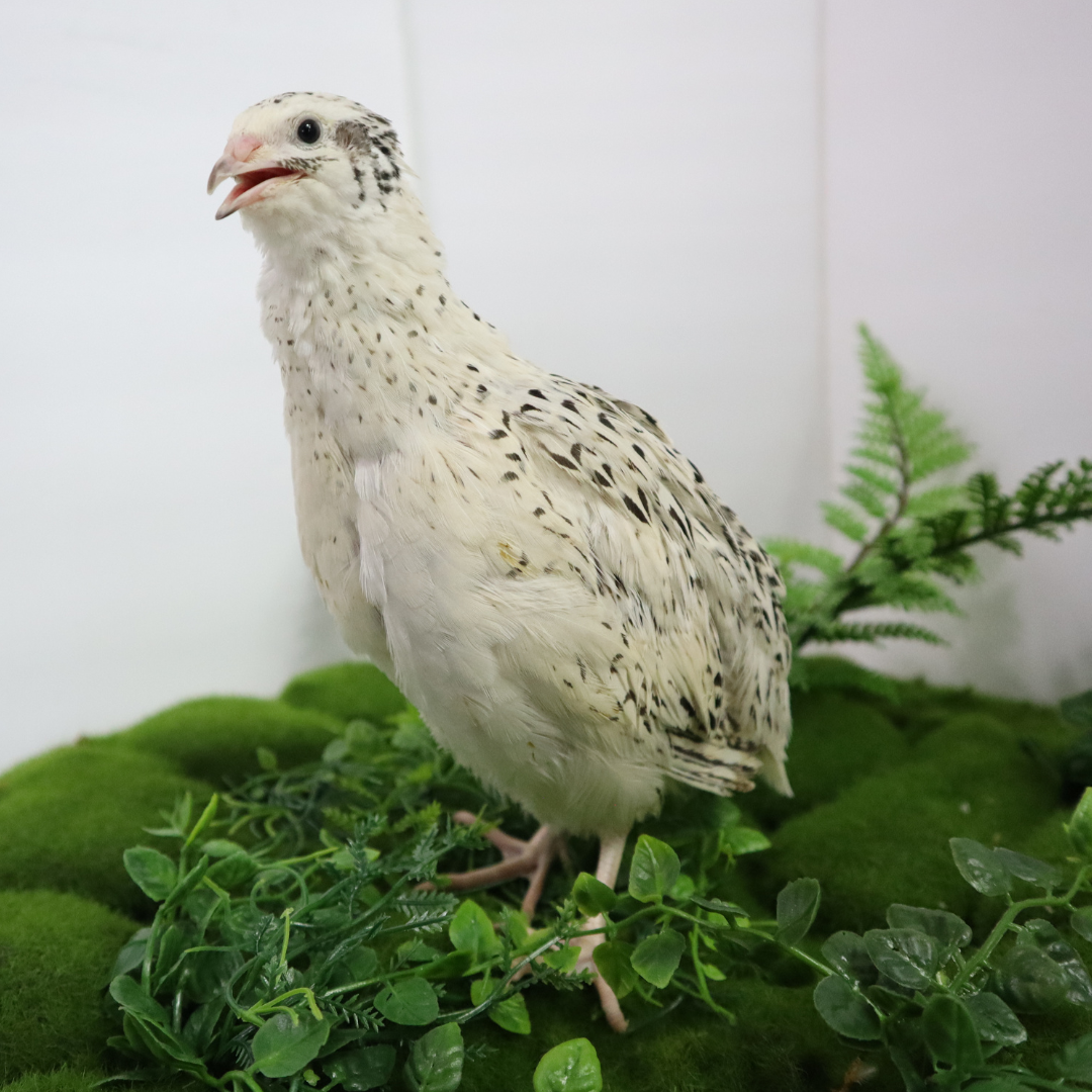 Pearl Fee Quail Hatching Eggs