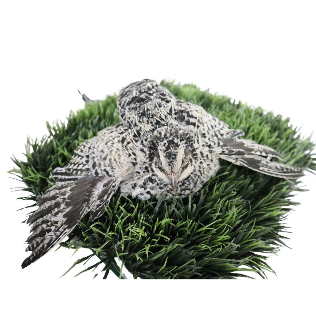 Pearl Pansy Quail Hatching Eggs