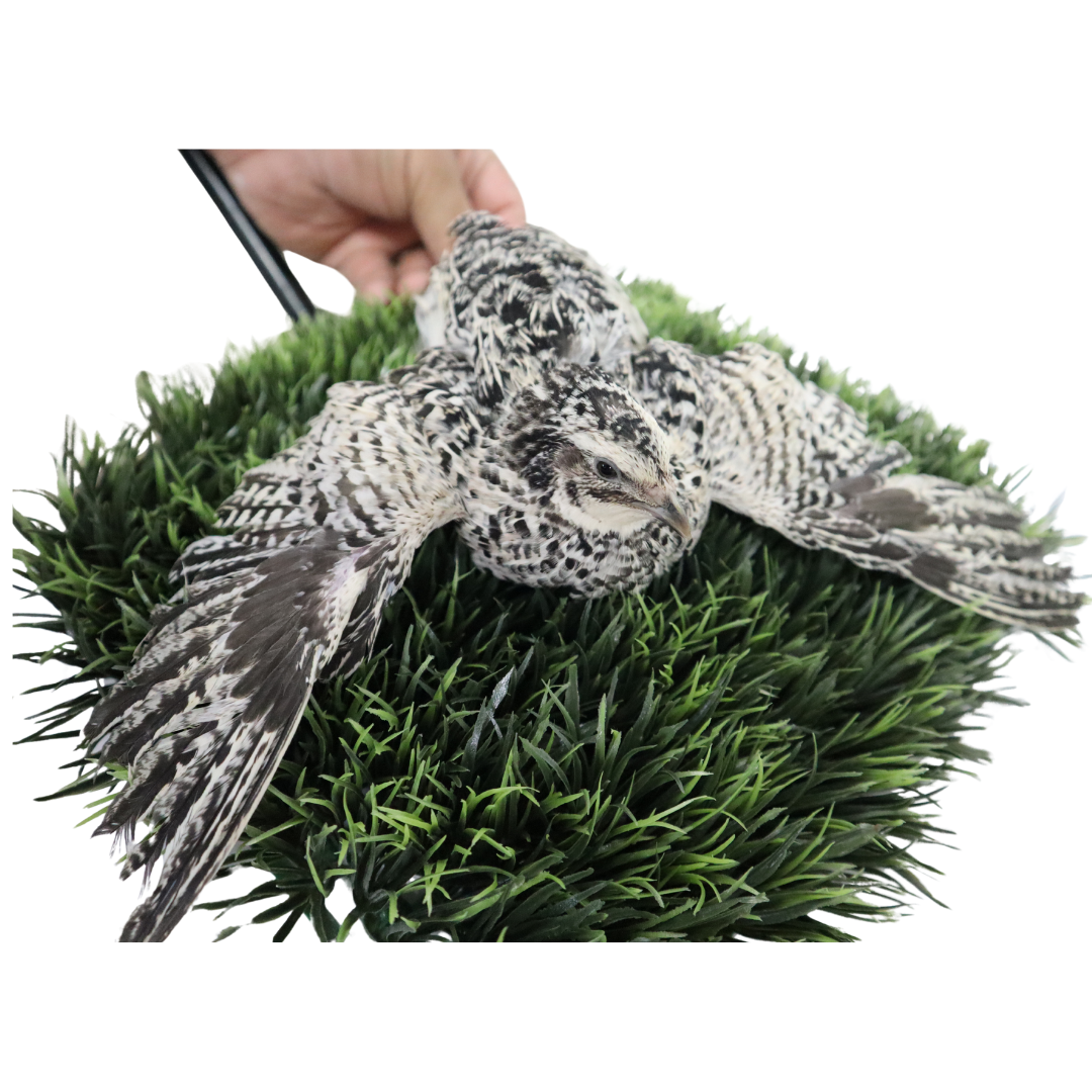 Pearl Pansy Quail Hatching Eggs