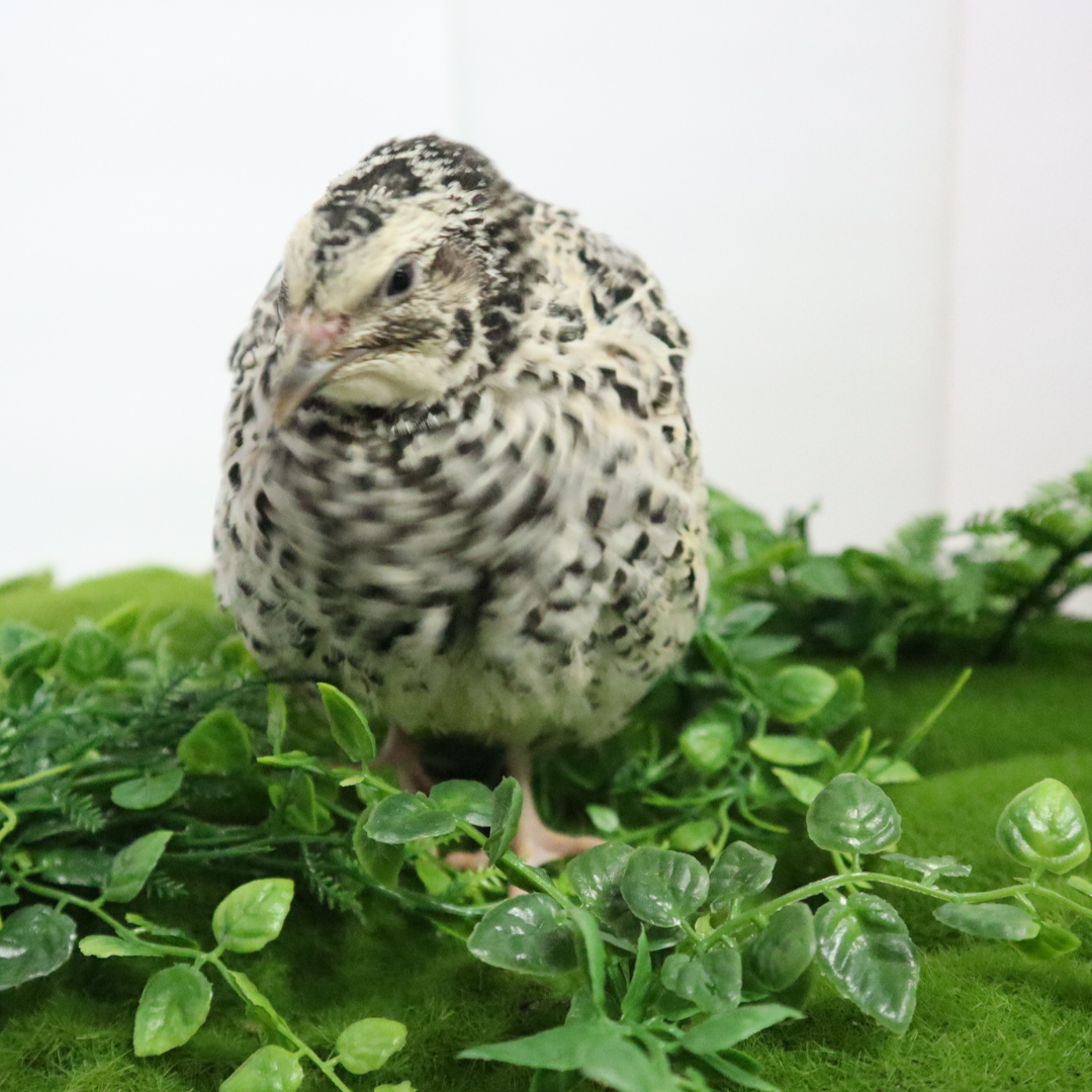Pearl Pansy Quail Hatching Eggs