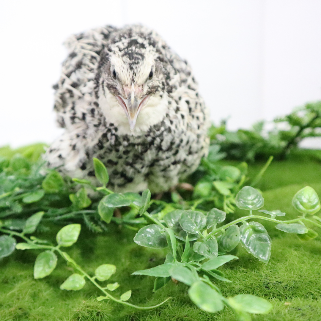 Pearl Pansy Quail Hatching Eggs