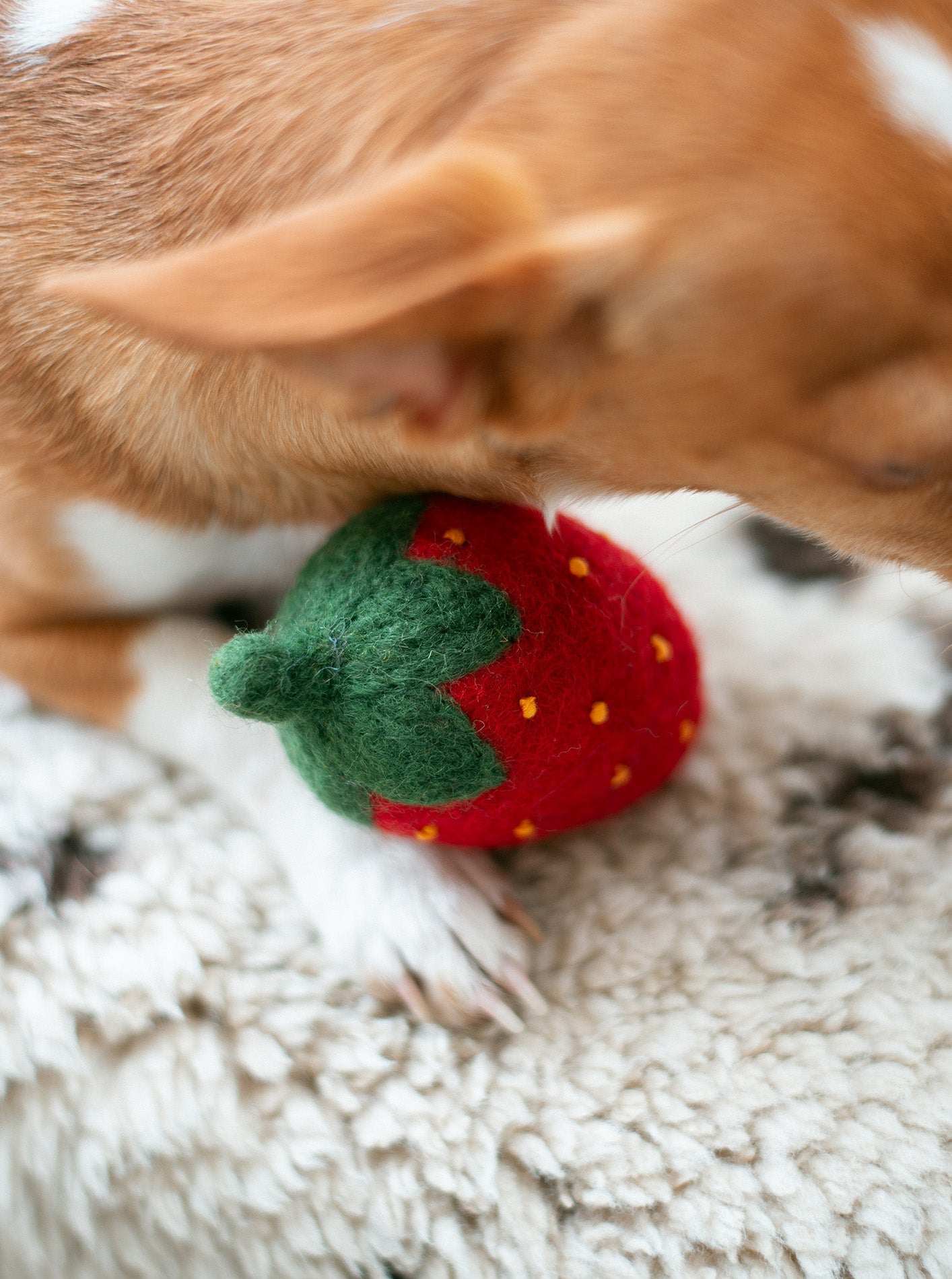 RED STRAWBERRY WOOL DOG TOY