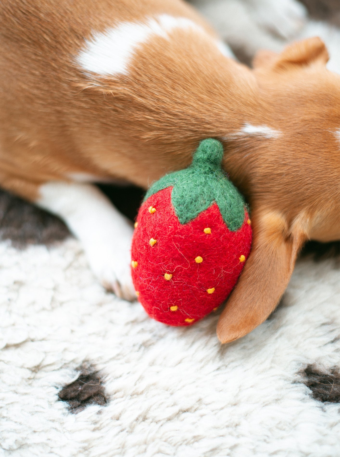 DOGGY STRAWBERRY