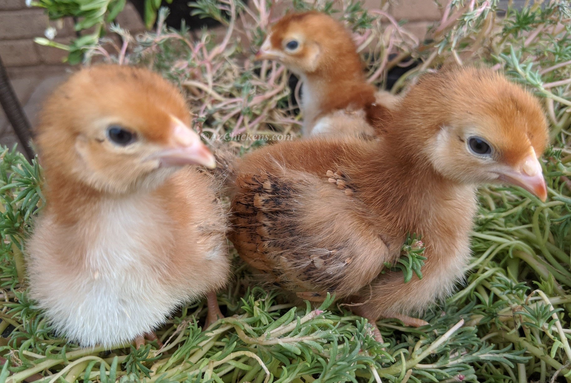Rhode Island Red Chicks – Buy 10 + 5 Bonus Free (15 All-Female, Shipping Included)