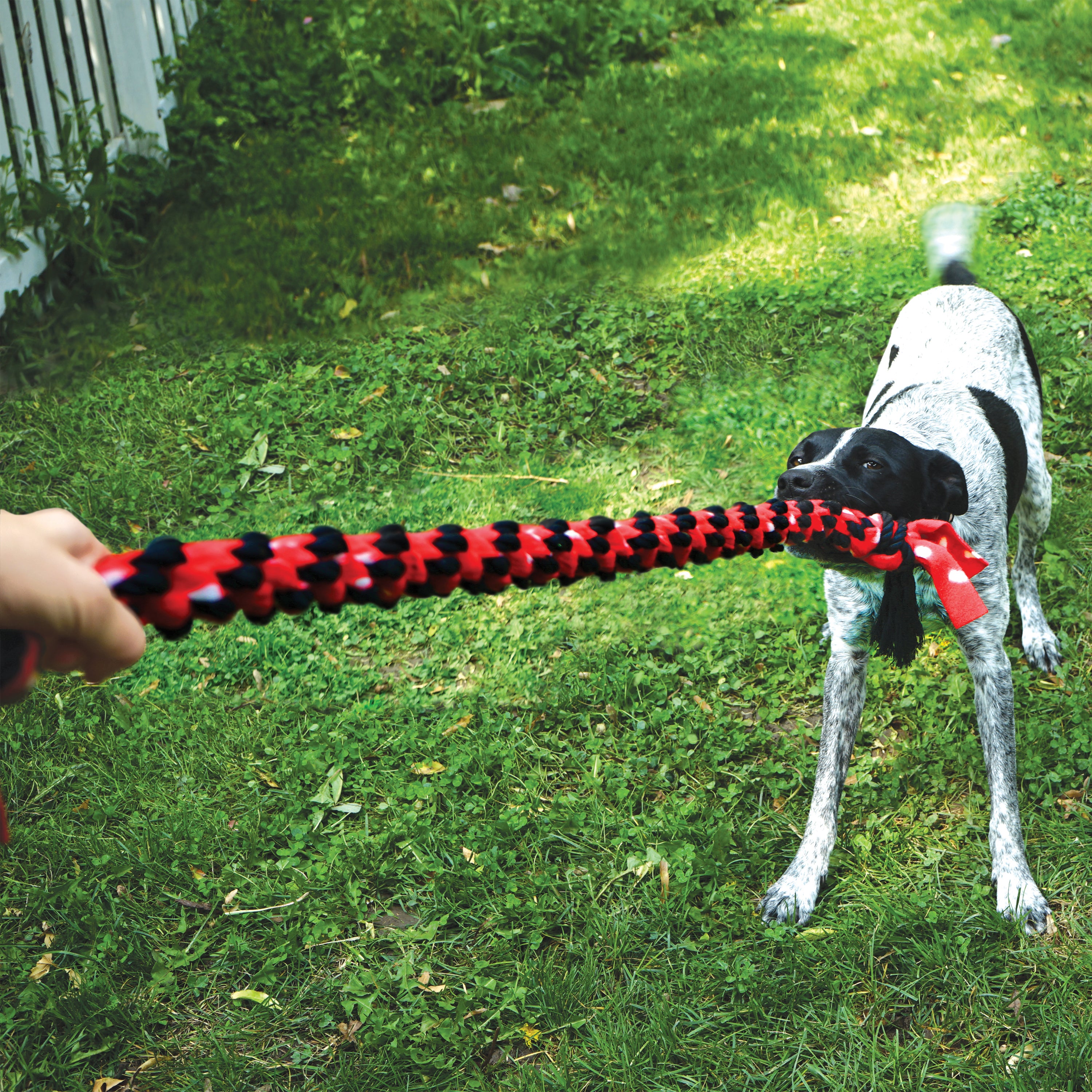 The Family Pet