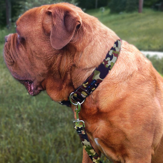 Camo Dog Collars, Leads, and Bows - 3 Styles