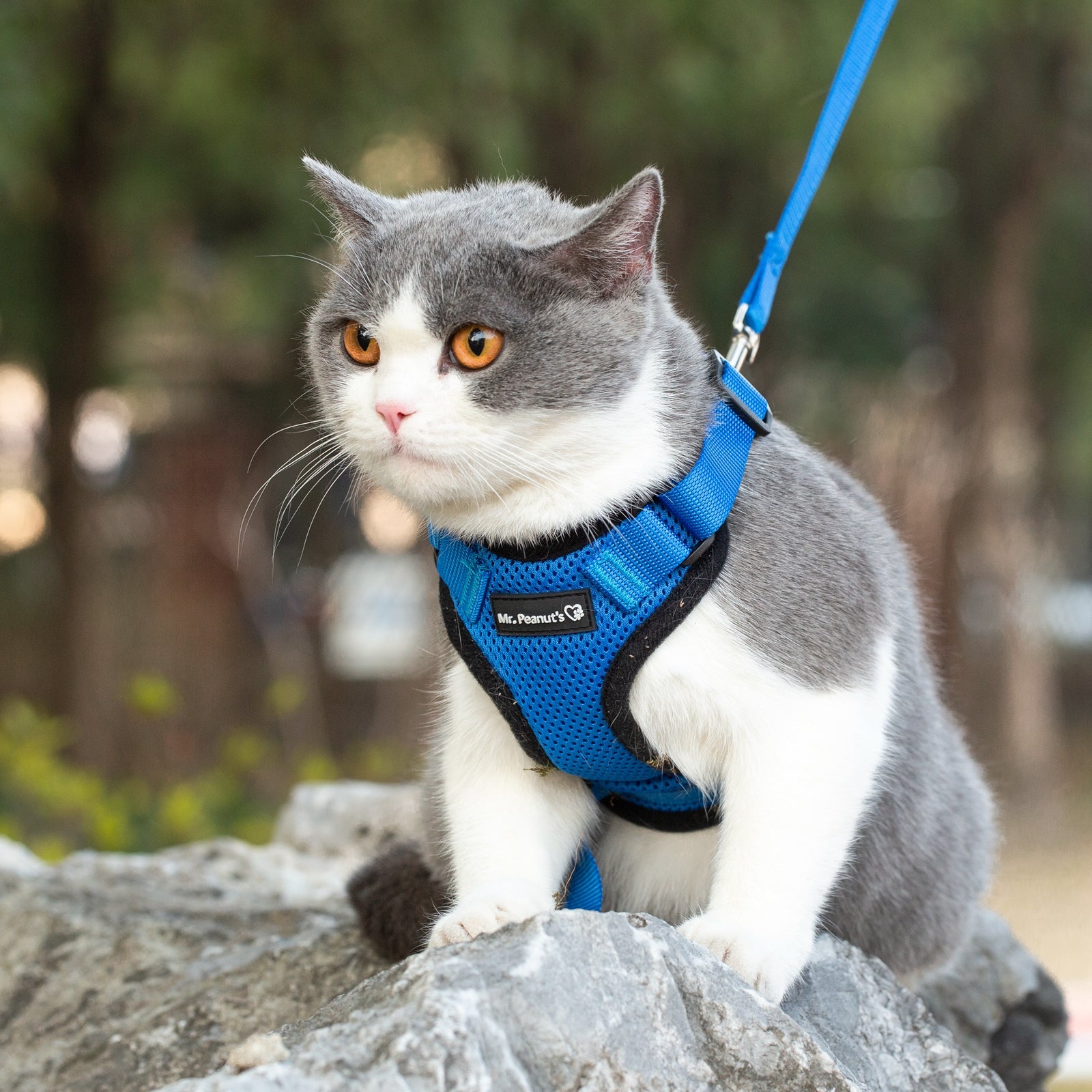 Mr. Peanut's PurrTrek Reflective Cat Harness with Matching Leash