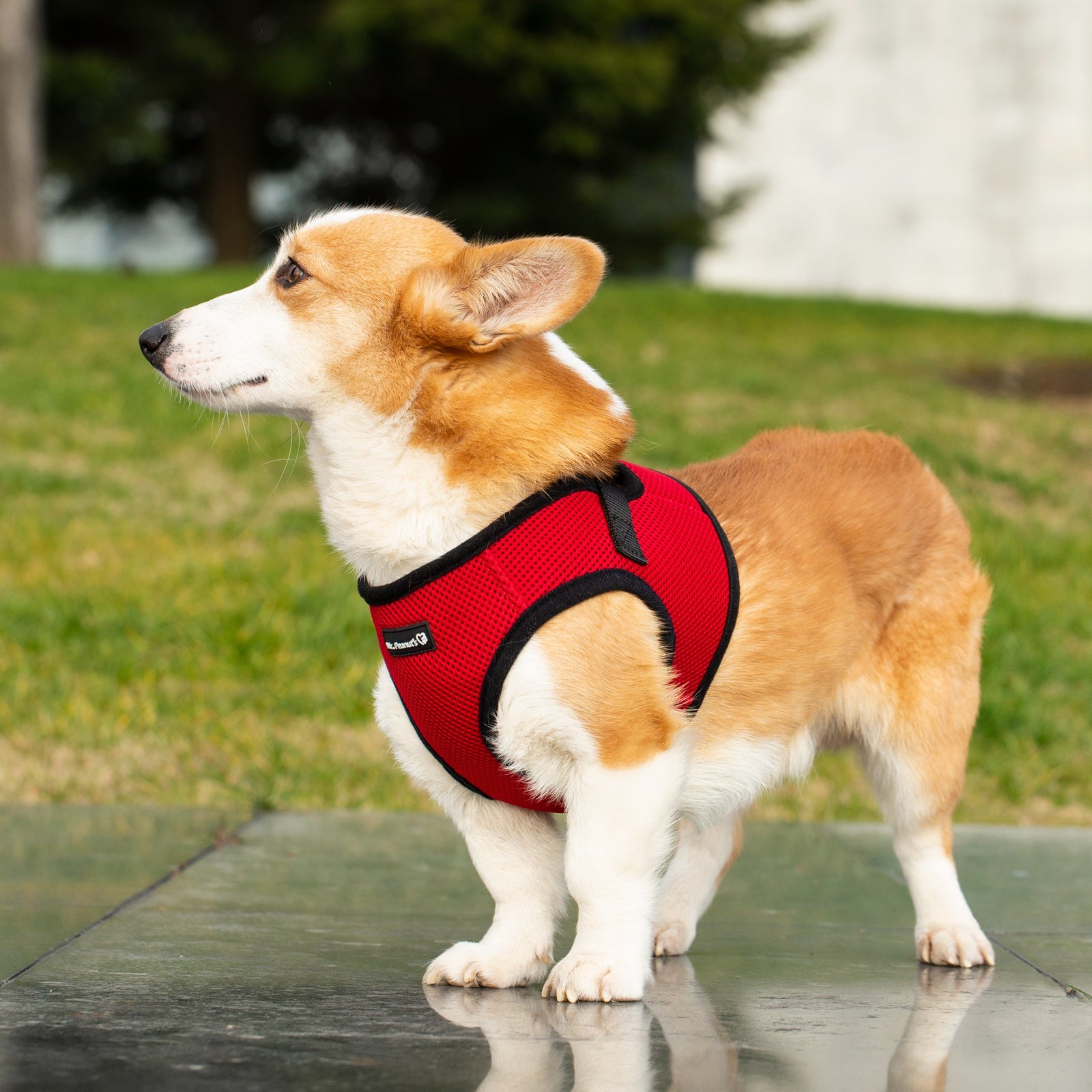 Mr. Peanut's PupTrek Small Dog/Cat Soft Mesh Step In Harness Vest