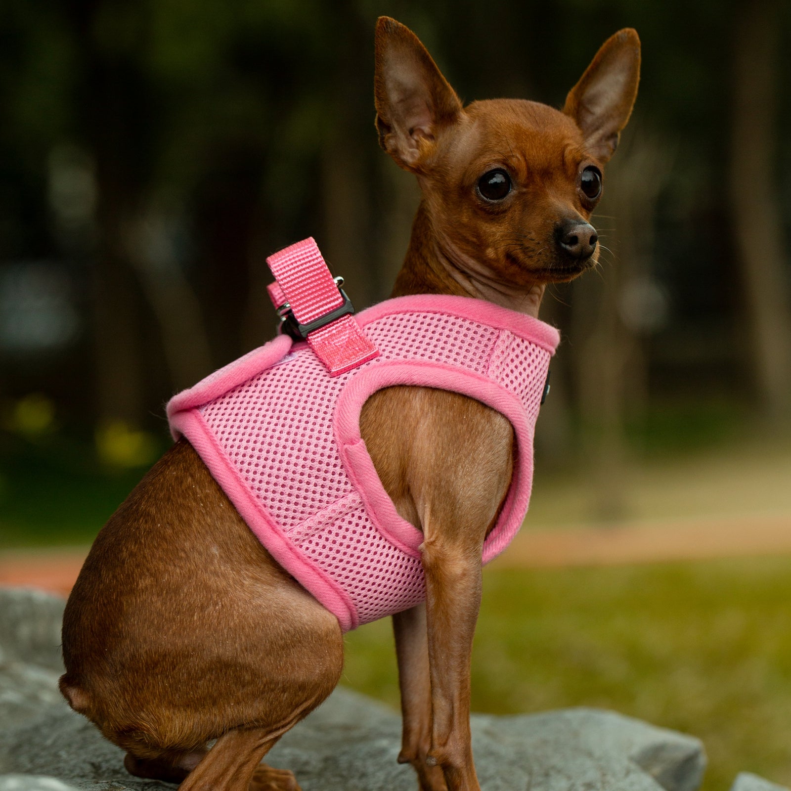 Mr. Peanut's PupTrek Soft Mesh Pet Harness with Matching Leash – Adjustable, Breathable, Choke-Free