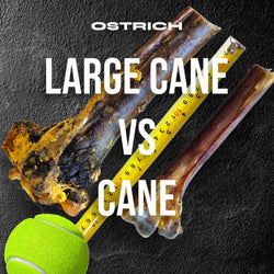 Medium Ostrich Cane (10" x 3"): The Long-Lasting, Flavor-Packed Chew for Medium & Large Dogs