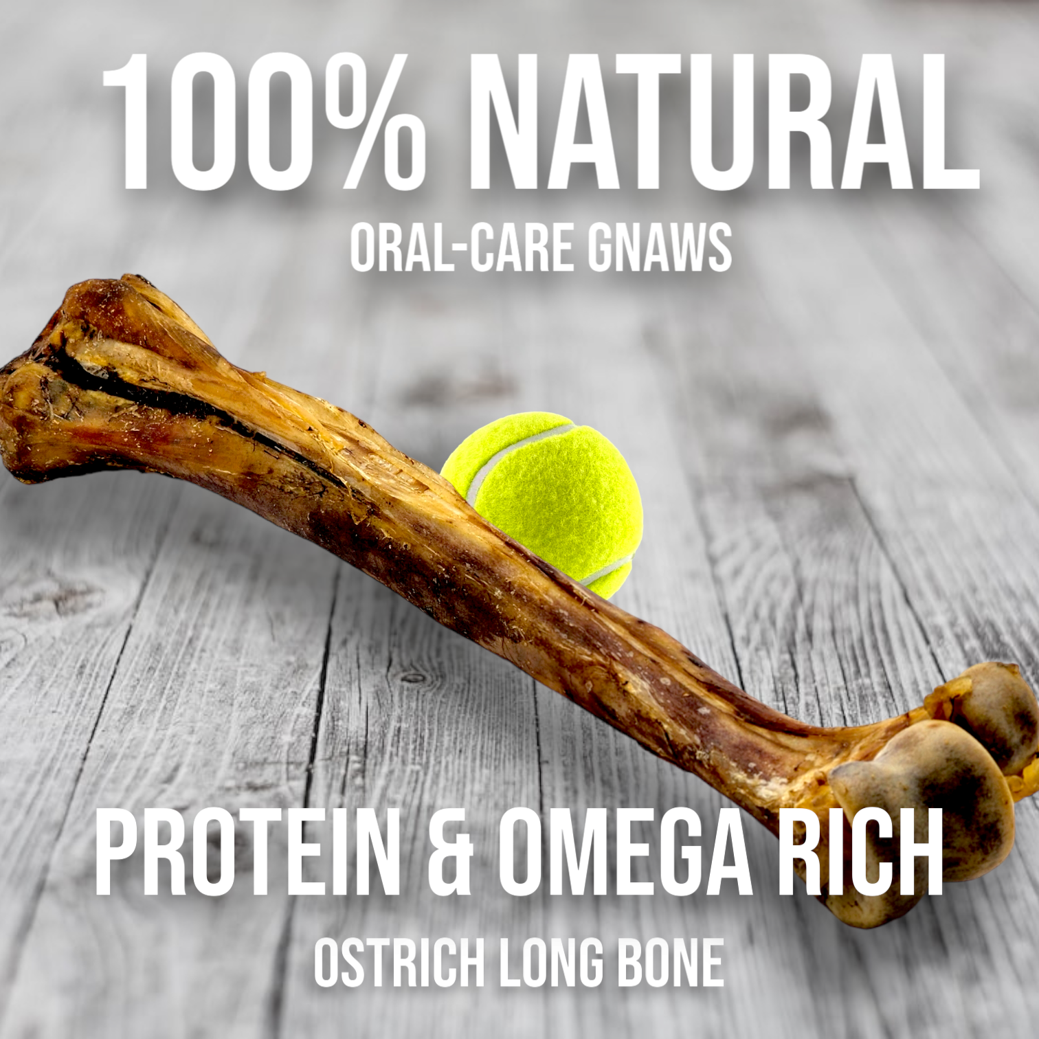 Ostrich Long Bone (19