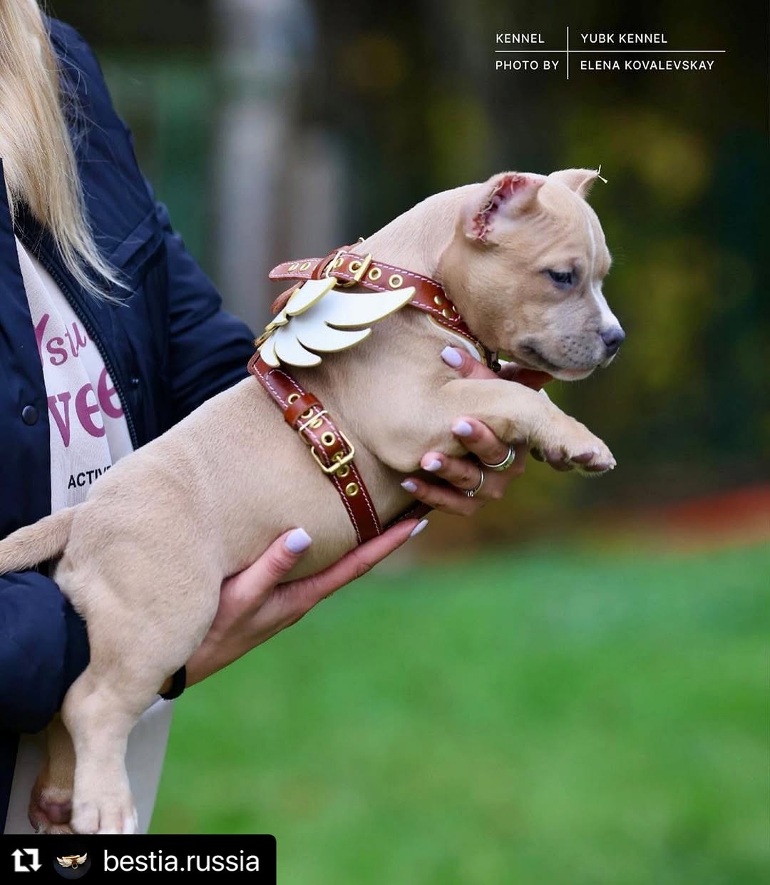 The "Hermes" leather harness - Small to Medium Size