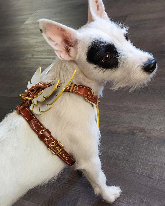 The "Hermes" leather harness - Small to Medium Size