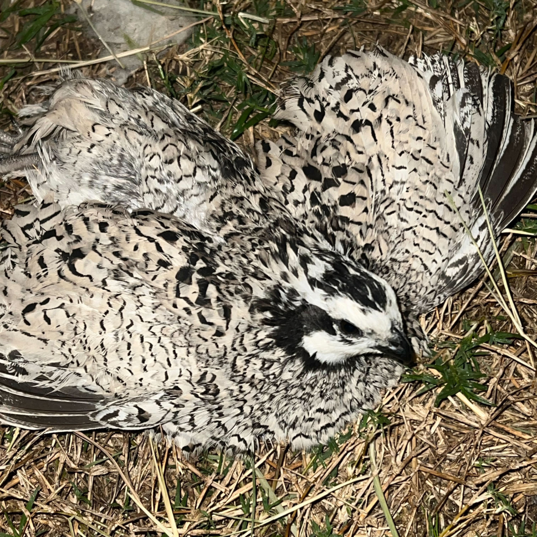 Rare Snowflake Bobwhite Quail Hatching Eggs ❄️