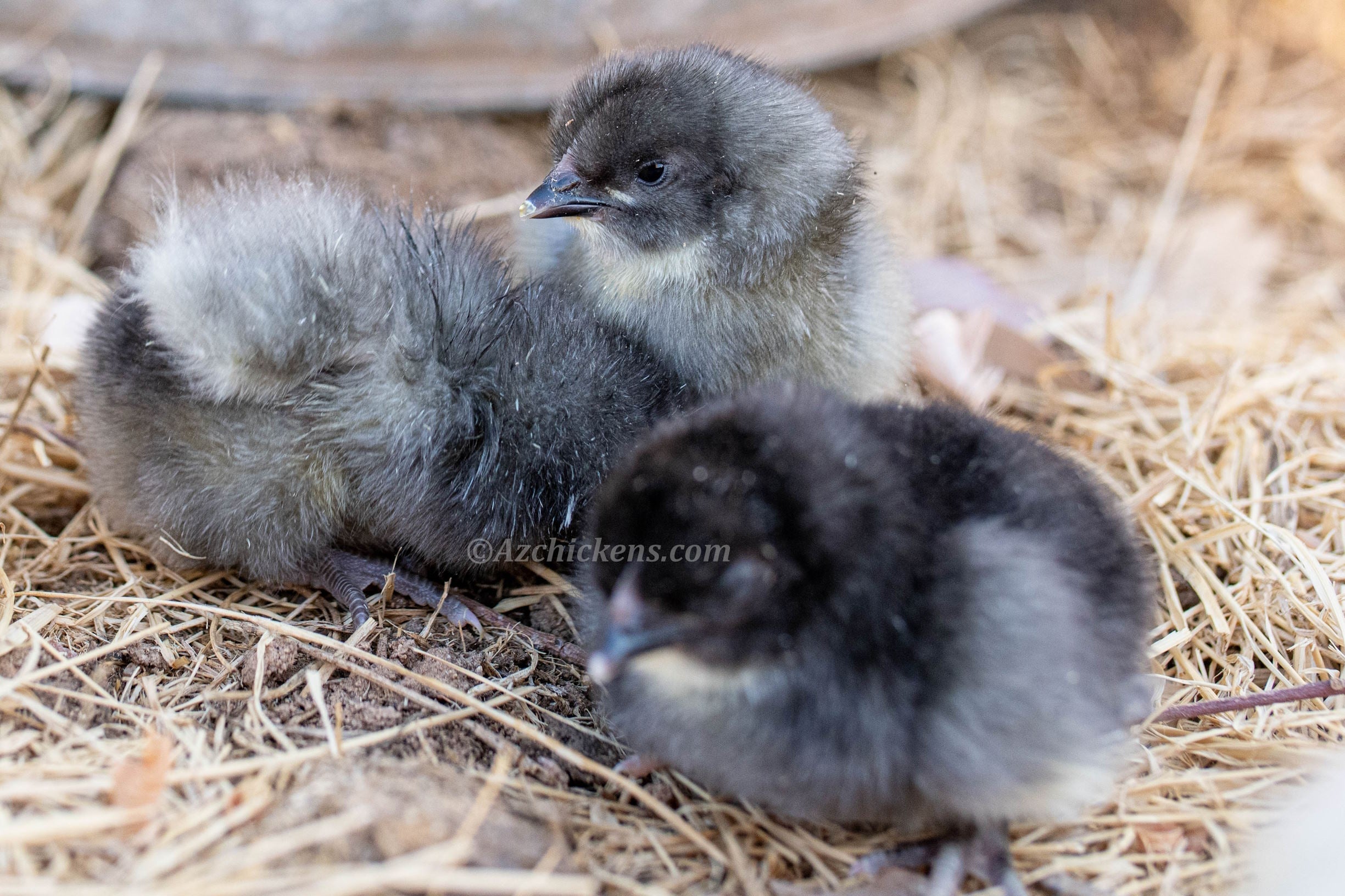 Blue American Bresse Chicks - Buy 10 + 5 Bonus Free (Unsexed, Shipping Included)
