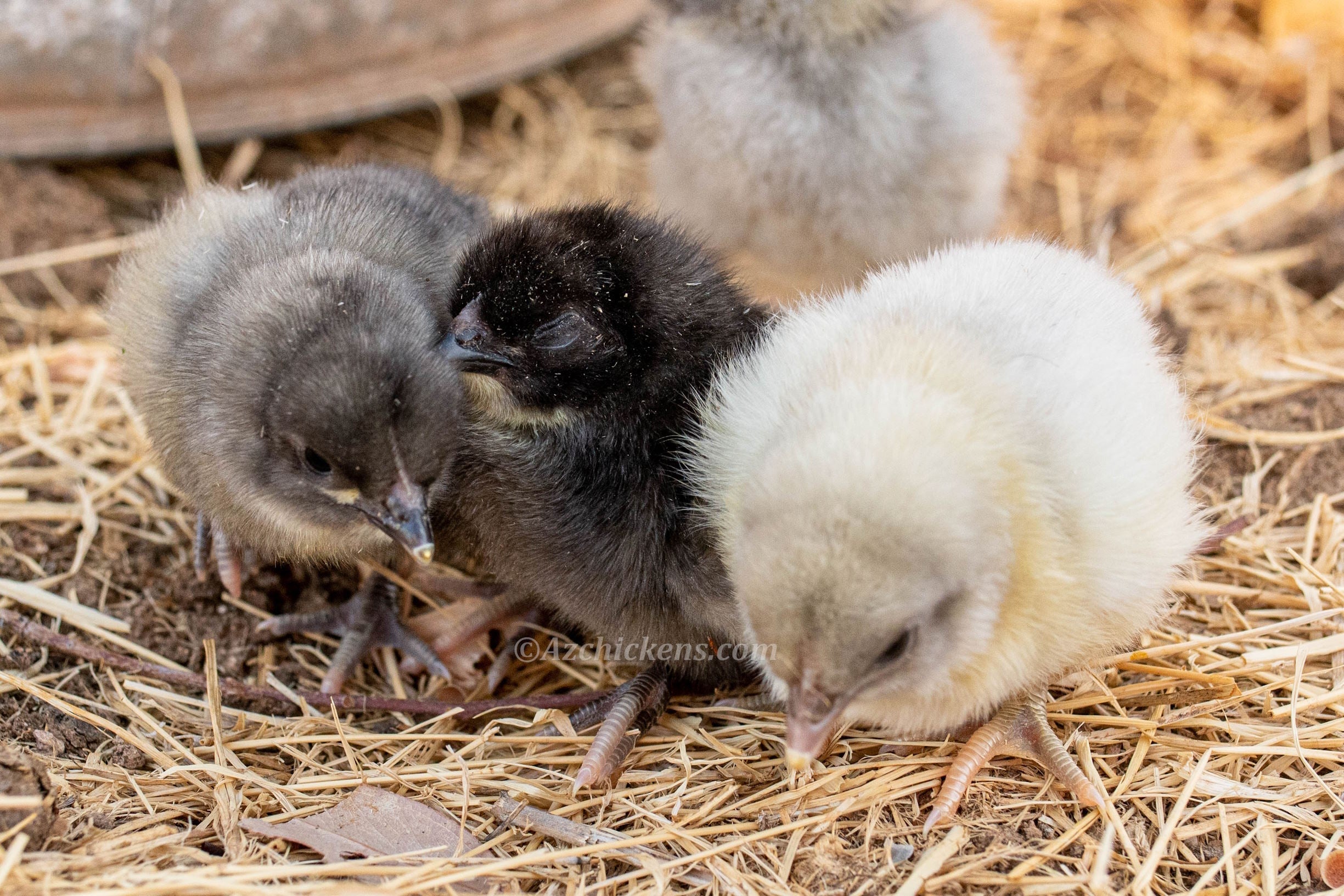 Blue American Bresse Chicks - Buy 10 + 5 Bonus Free (Unsexed, Shipping Included)
