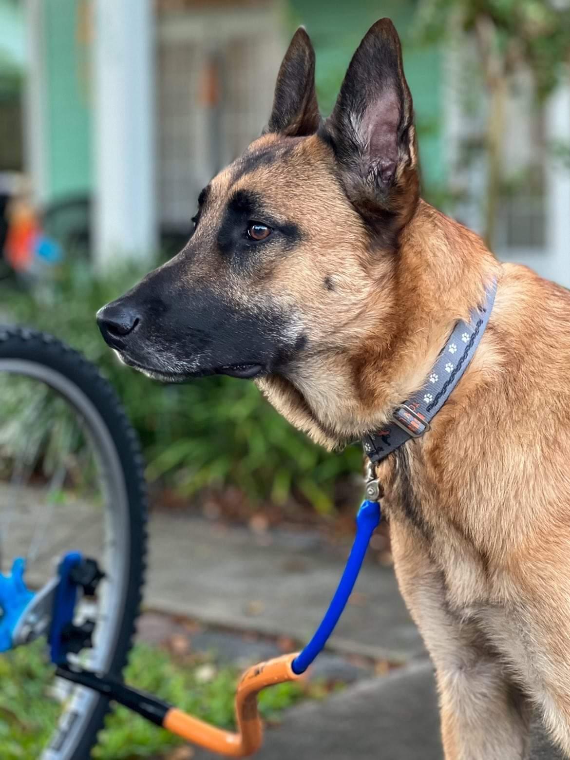 Dog Biking and Walking Collar by Bike Tow Leash