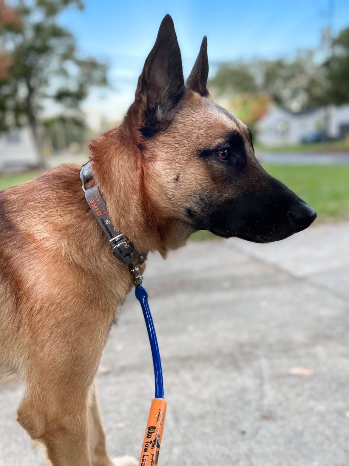 Dog Biking and Walking Collar by Bike Tow Leash