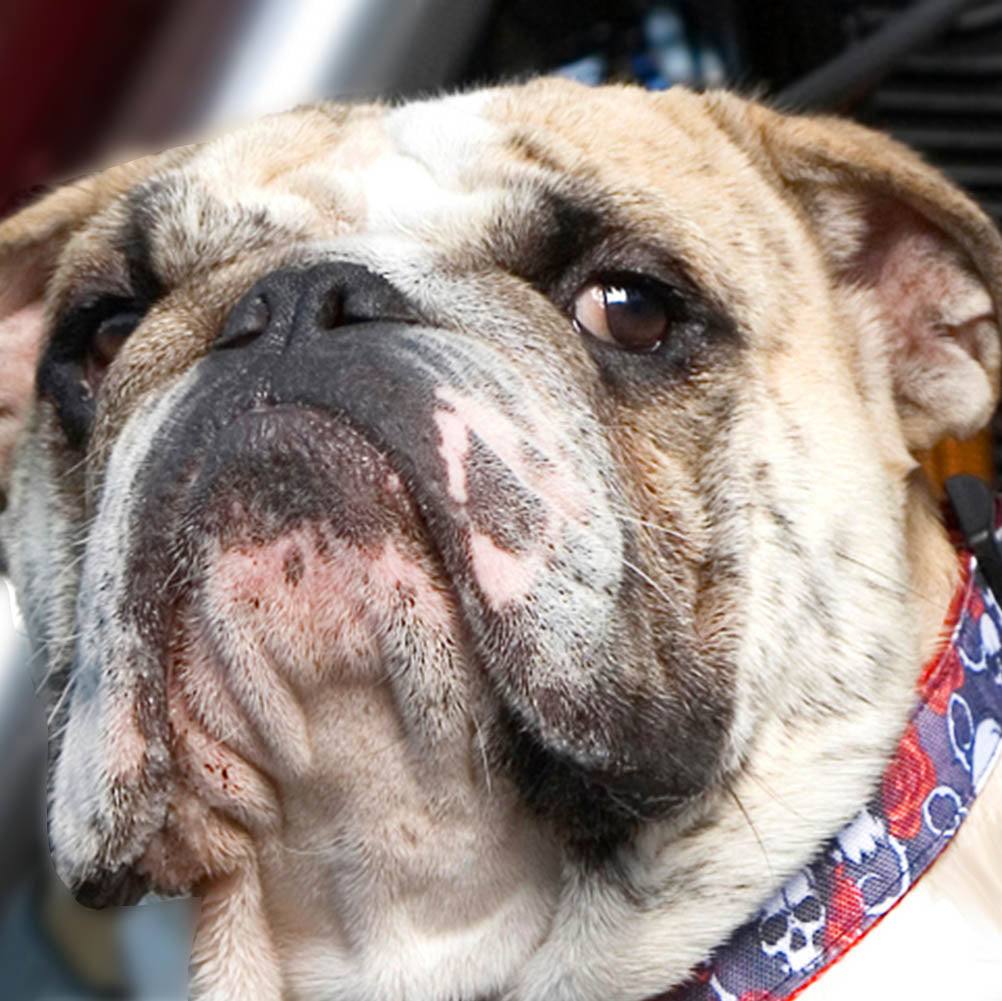Walk-e-Woo Tattoo Dog Collars, Leads, and Bows - 4 Styles