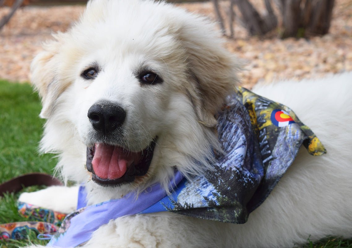 Walk-e-Woo Sport Bandana - Take A Hike