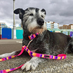 Tie Dye Dog Collars, Leads, and Bows - 4 Styles