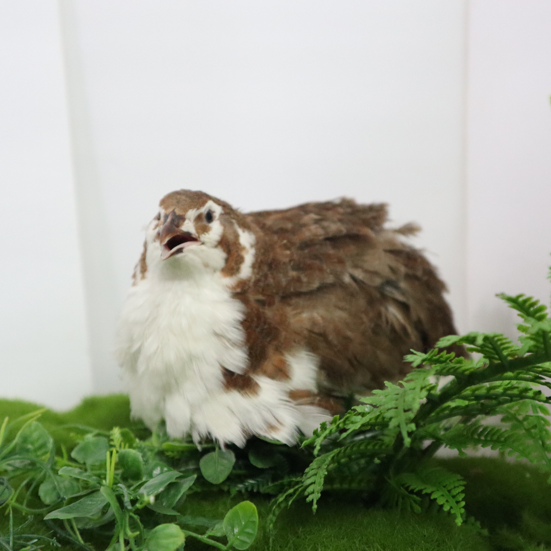 Celadon Coturnix Hatching Eggs