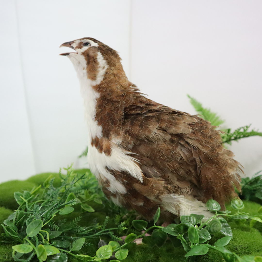 Celadon Coturnix Hatching Eggs - true blue layers