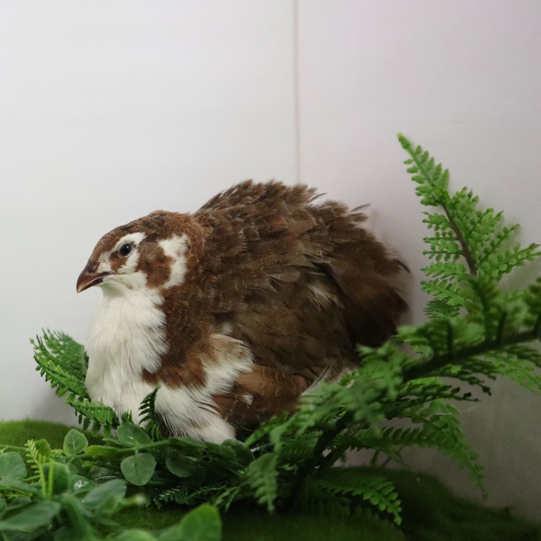 Celadon Coturnix Hatching Eggs