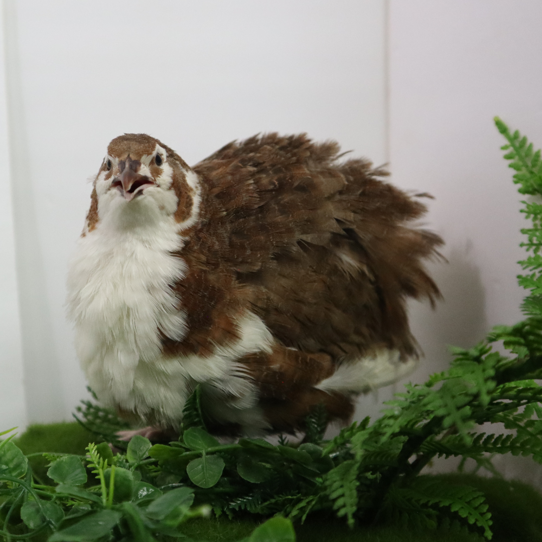 Celadon Coturnix Hatching Eggs