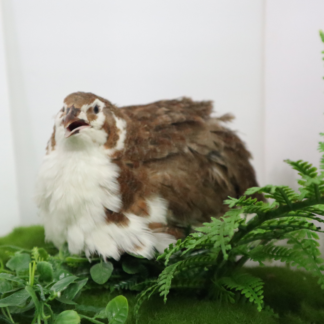 Celadon Coturnix Hatching Eggs - true blue layers
