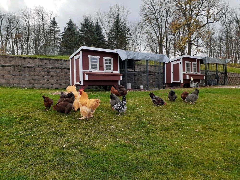 Large Chicken Coop - Up to 15 Chickens