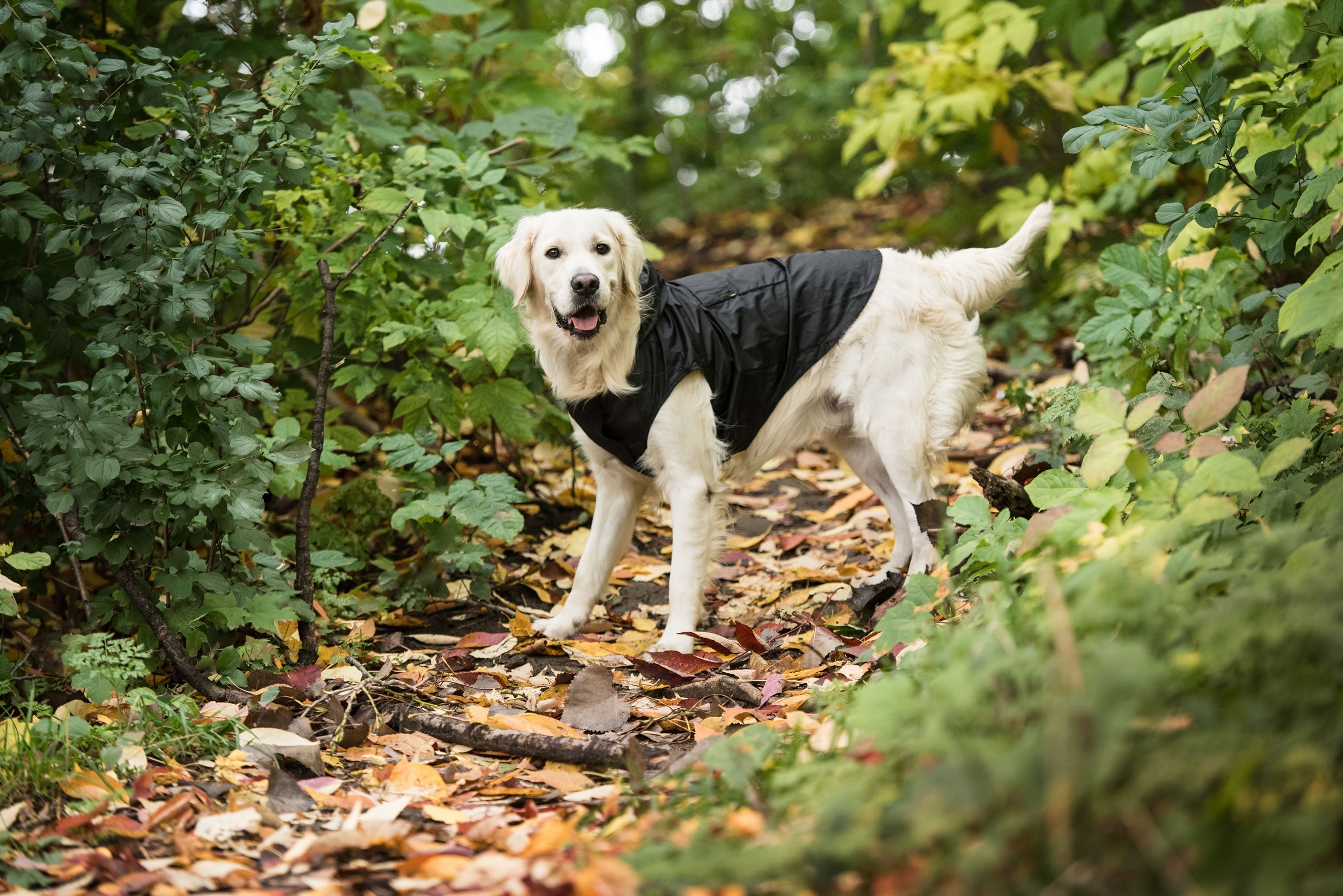 US Army Packable Dog Raincoat - Black