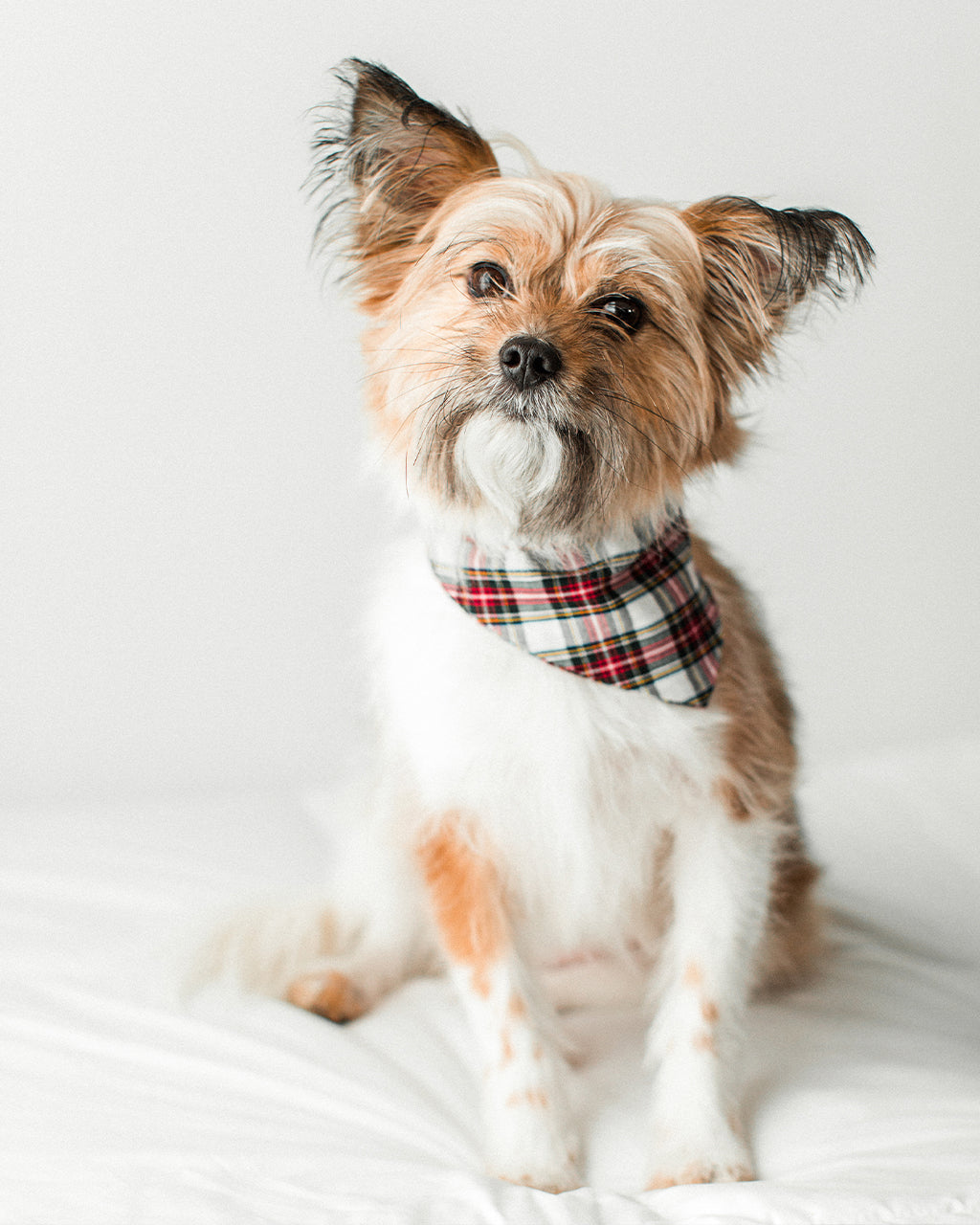 WINTER BANDANA