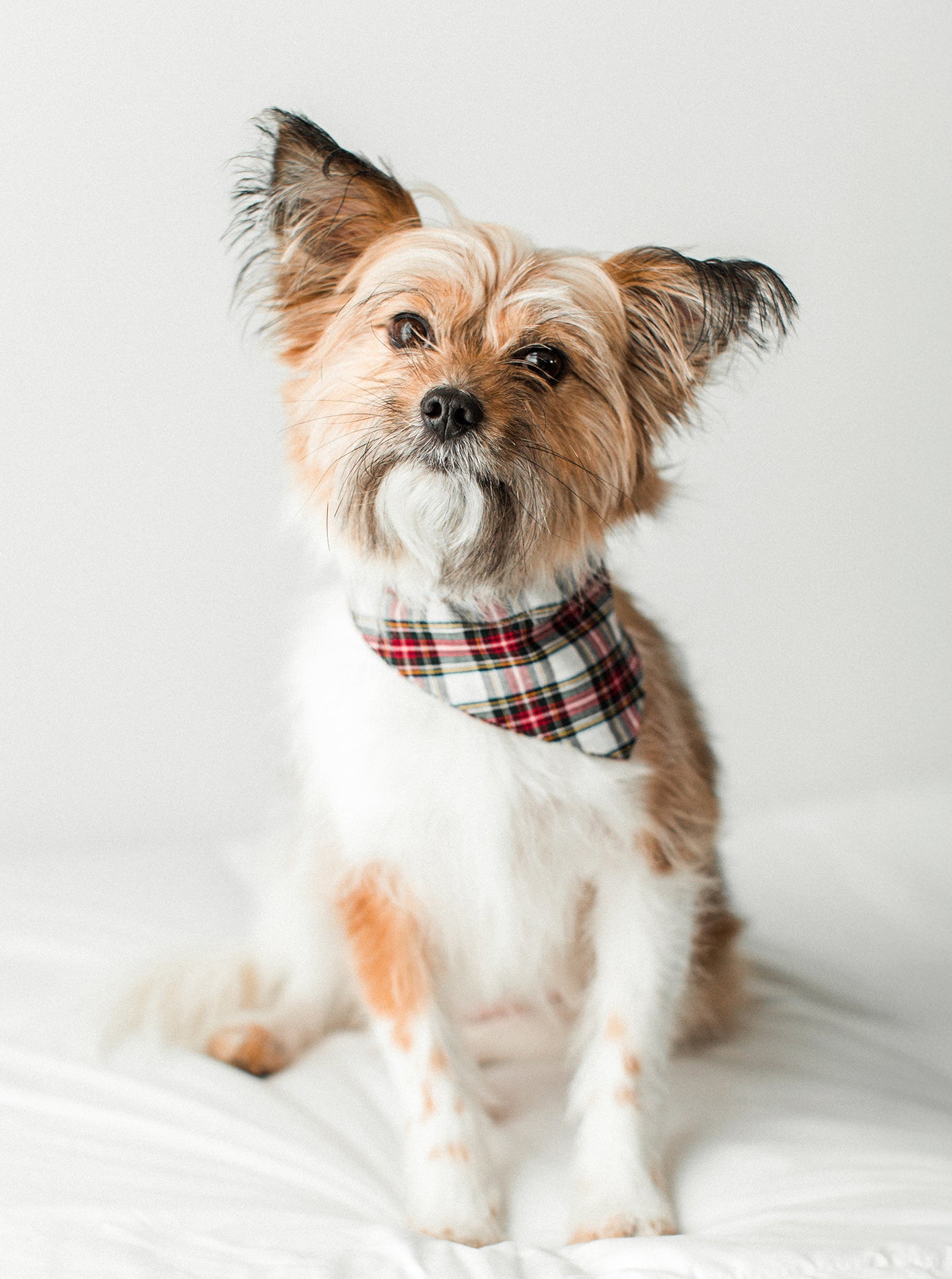 PLAID & WINTER BANDANAS