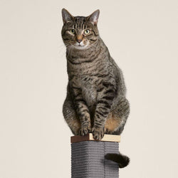 Zip Scratching Post