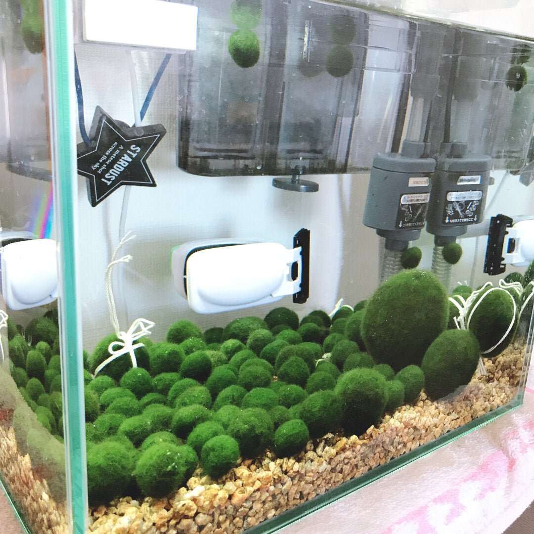 5cm-6cm-7cm Large Moss Balls Huge Giant Series: Kokedama Large Moss Ball for Betta Fish Aquarium Plants Marimo Petco