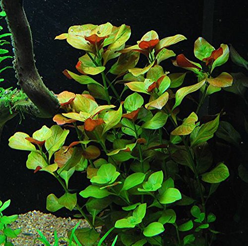 6 Species Aquarium Plants Bundle – Anacharis, Hornwort, Amazon Sword, Moneywort, Ludwigia and Cryptocoryne