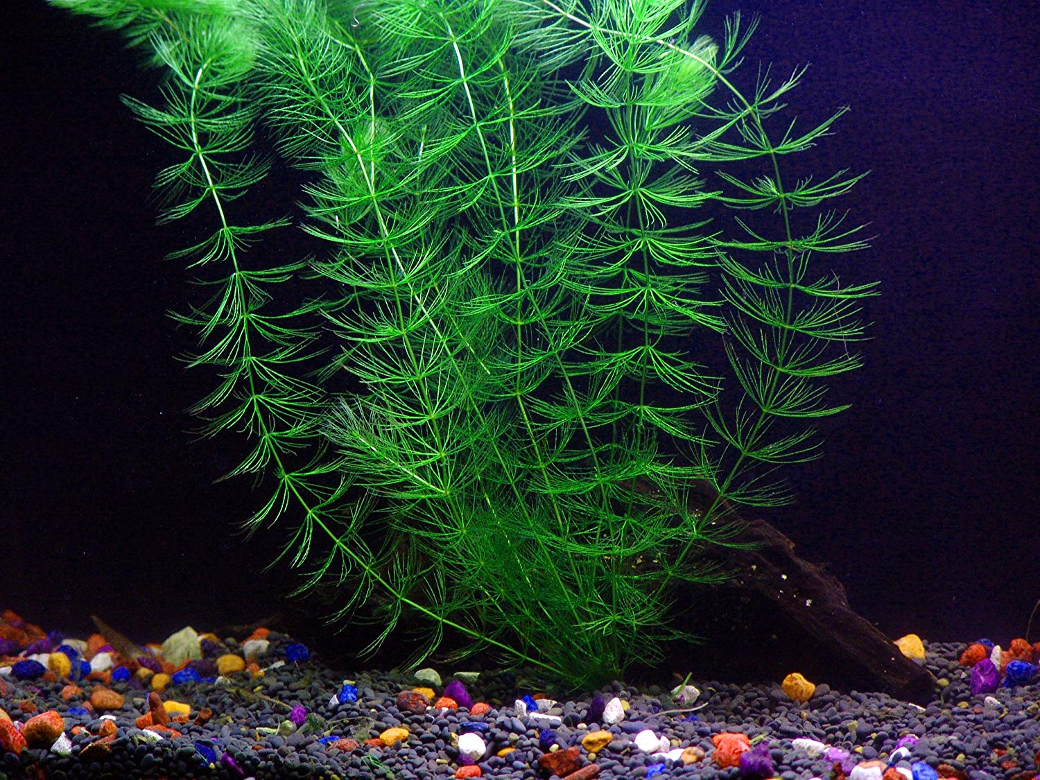 6 Species Aquarium Plants Bundle – Anacharis, Hornwort, Amazon Sword, Moneywort, Ludwigia and Cryptocoryne