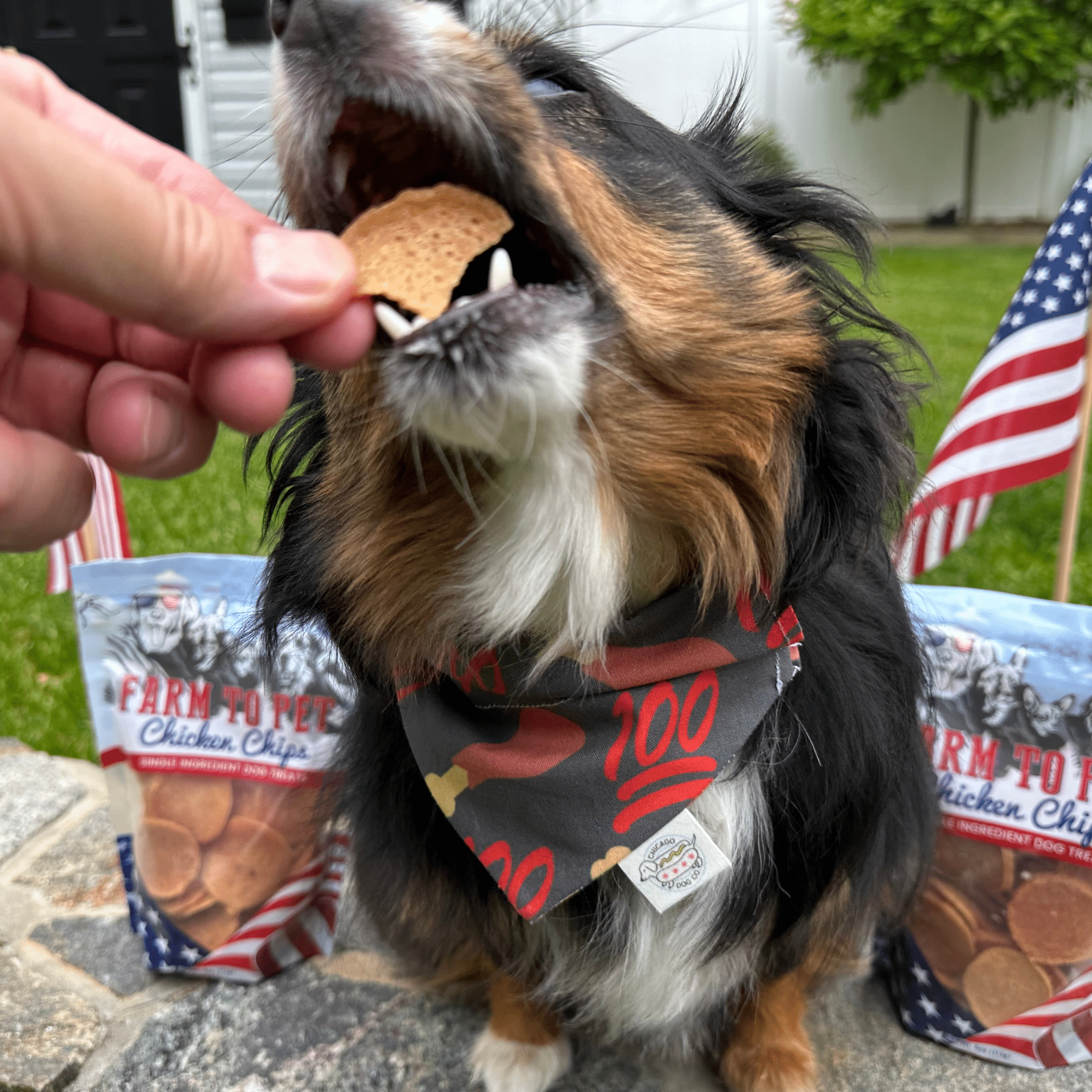 Farm To Pet Americana Chicken Chips for Dogs