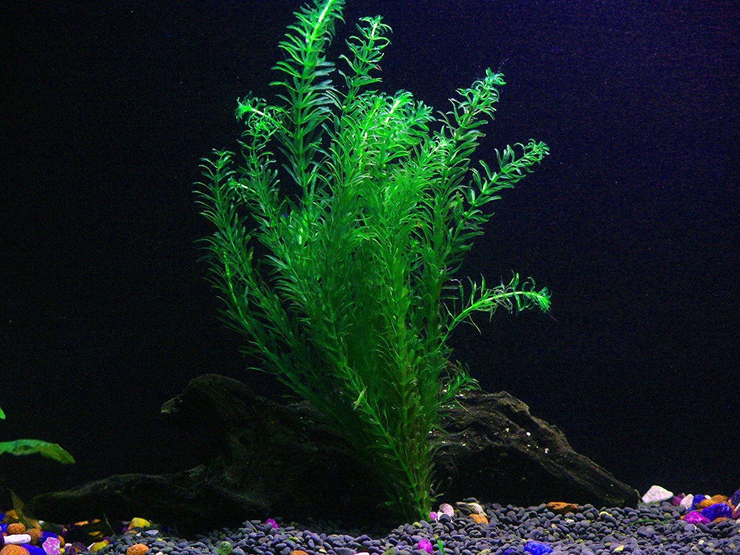 6 Species Aquarium Plants Bundle – Anacharis, Hornwort, Amazon Sword, Moneywort, Ludwigia and Cryptocoryne