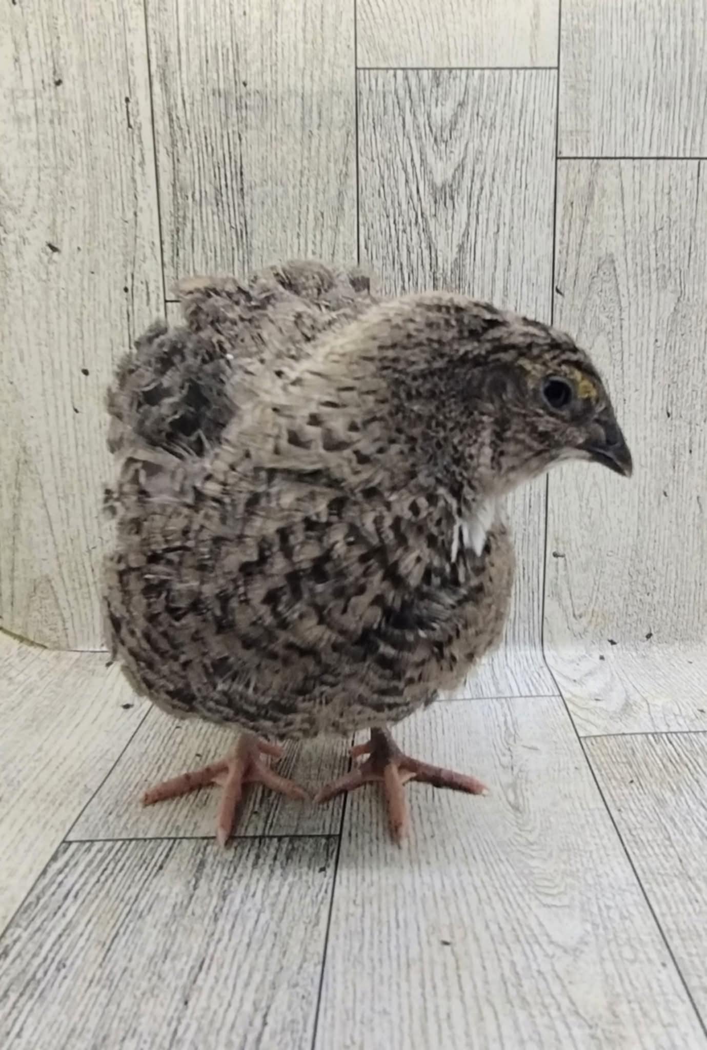 The Fee  Collection Hatching Eggs