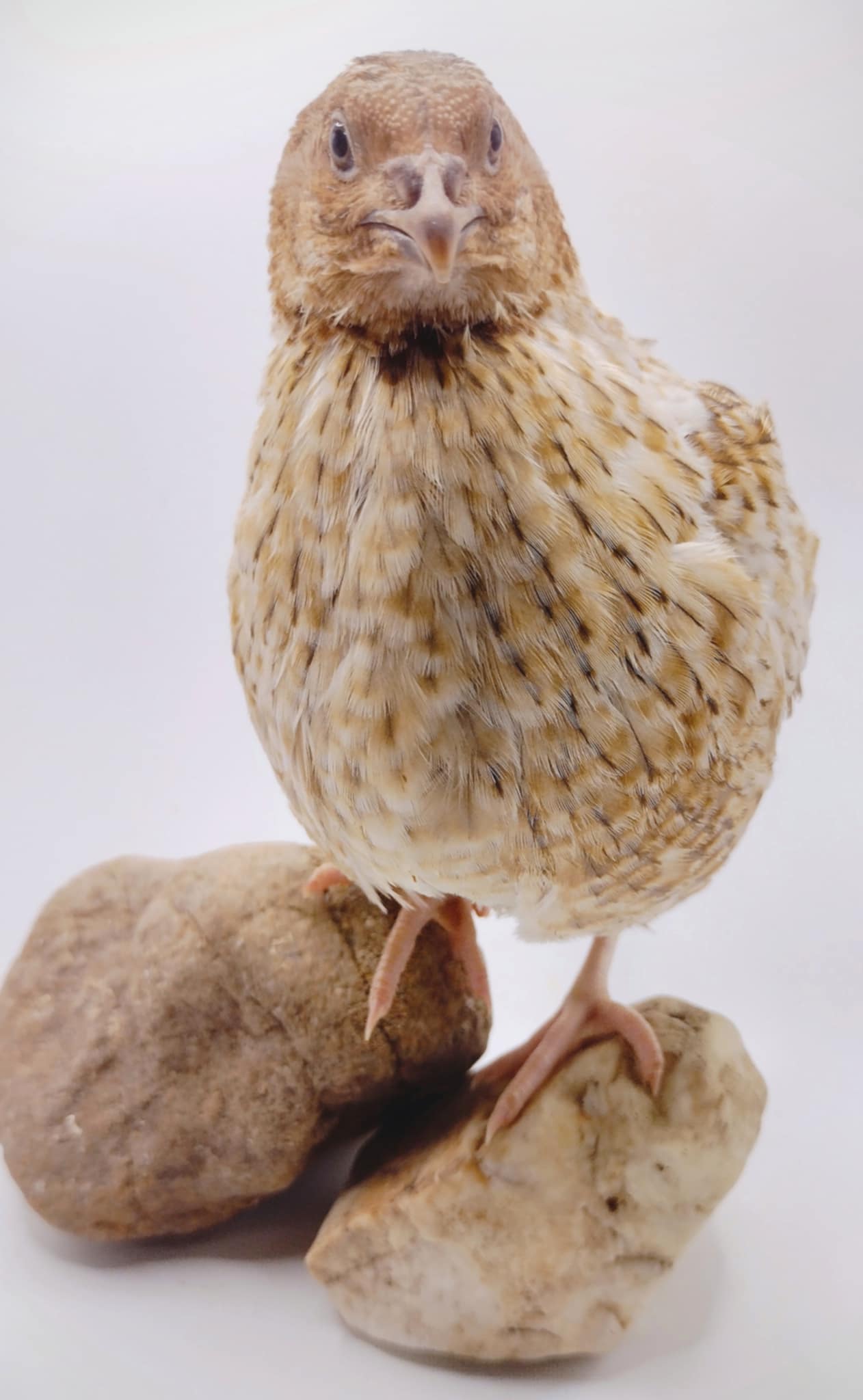 Pansy Collection Hatching Eggs