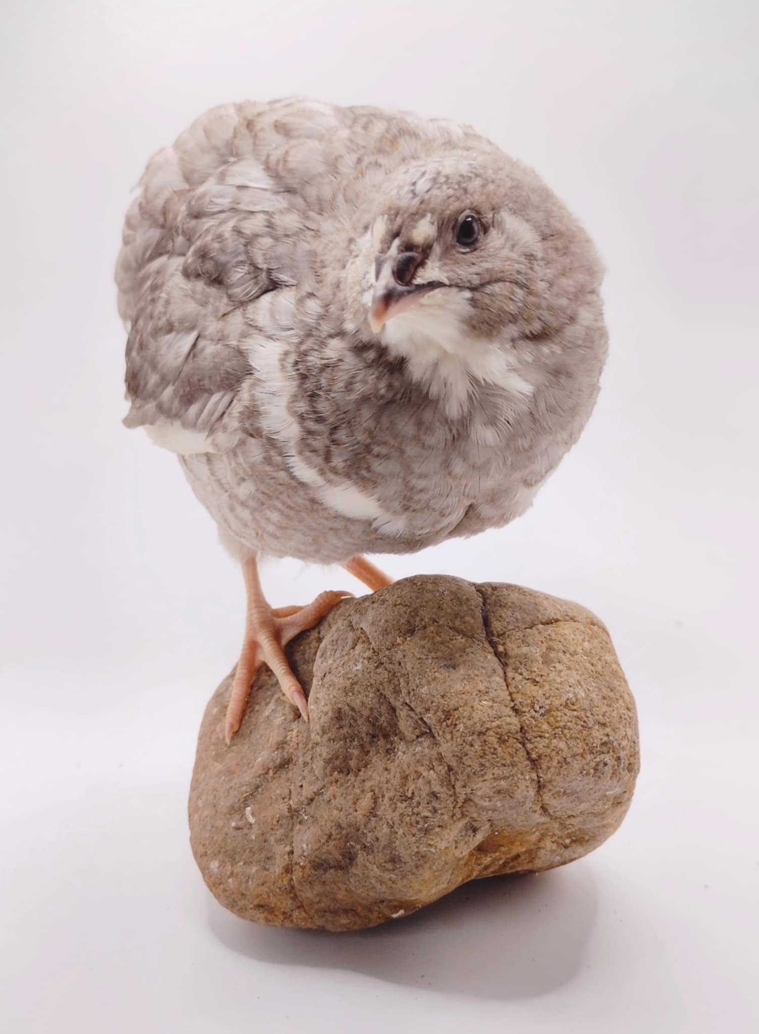 A fun mix of everything hatching eggs