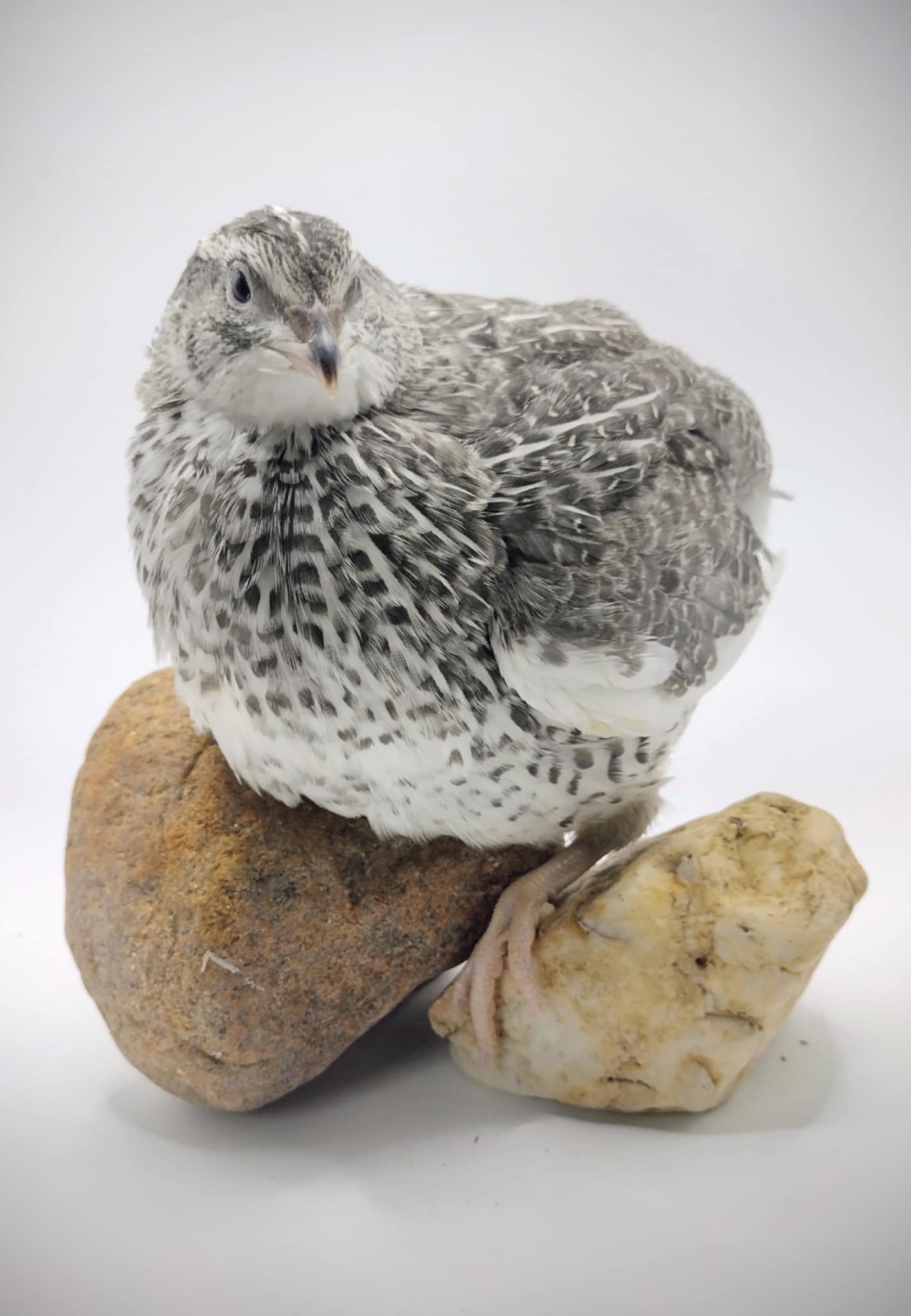 A fun mix of everything hatching eggs