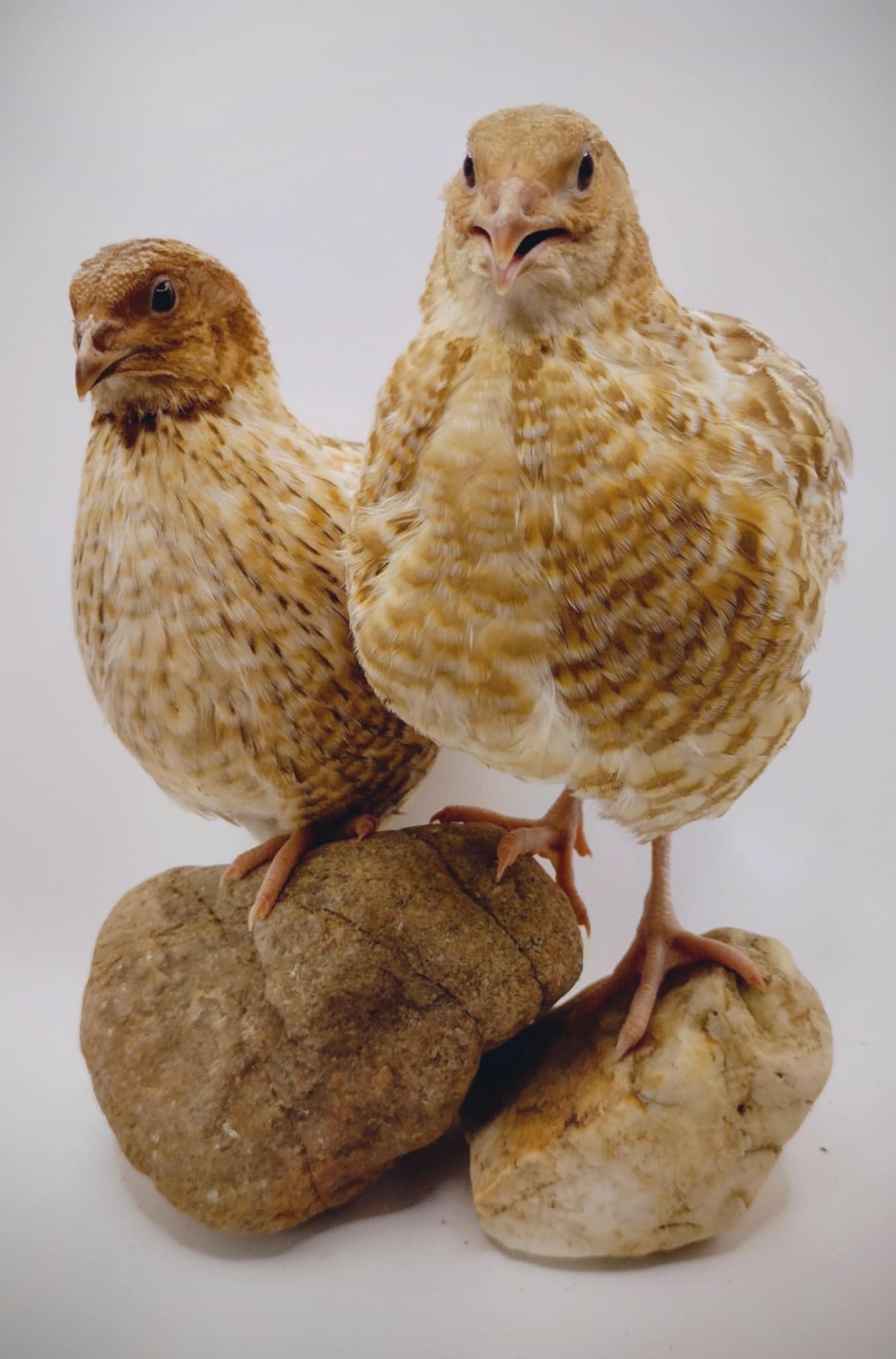 Pansy Collection Hatching Eggs
