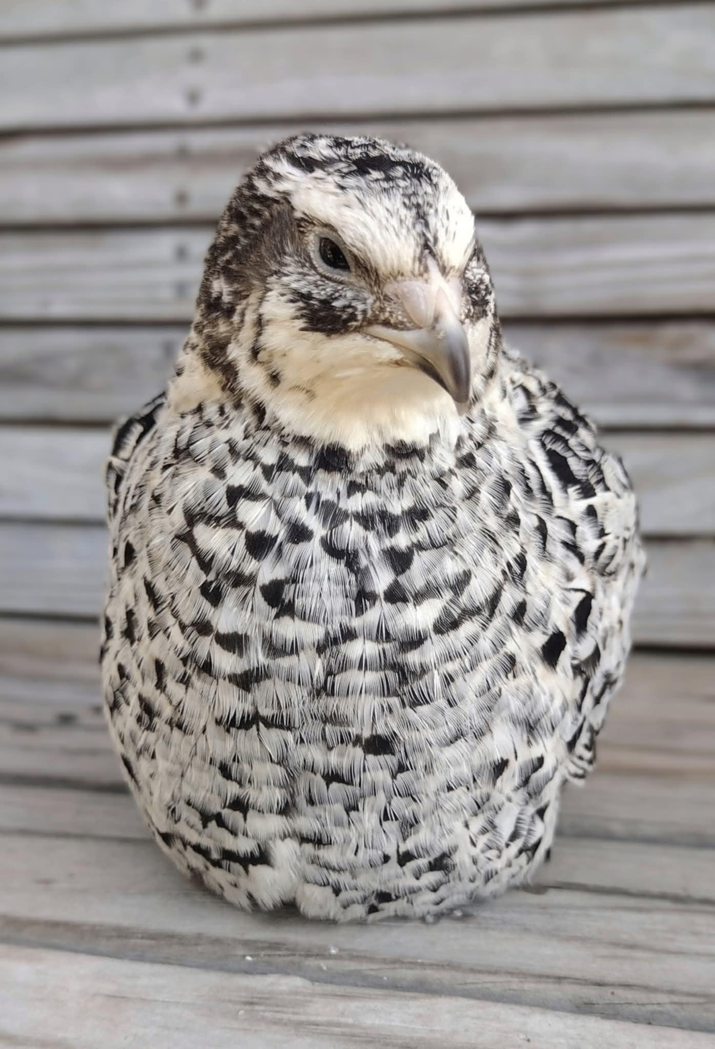 Pansy Fee hatching eggs