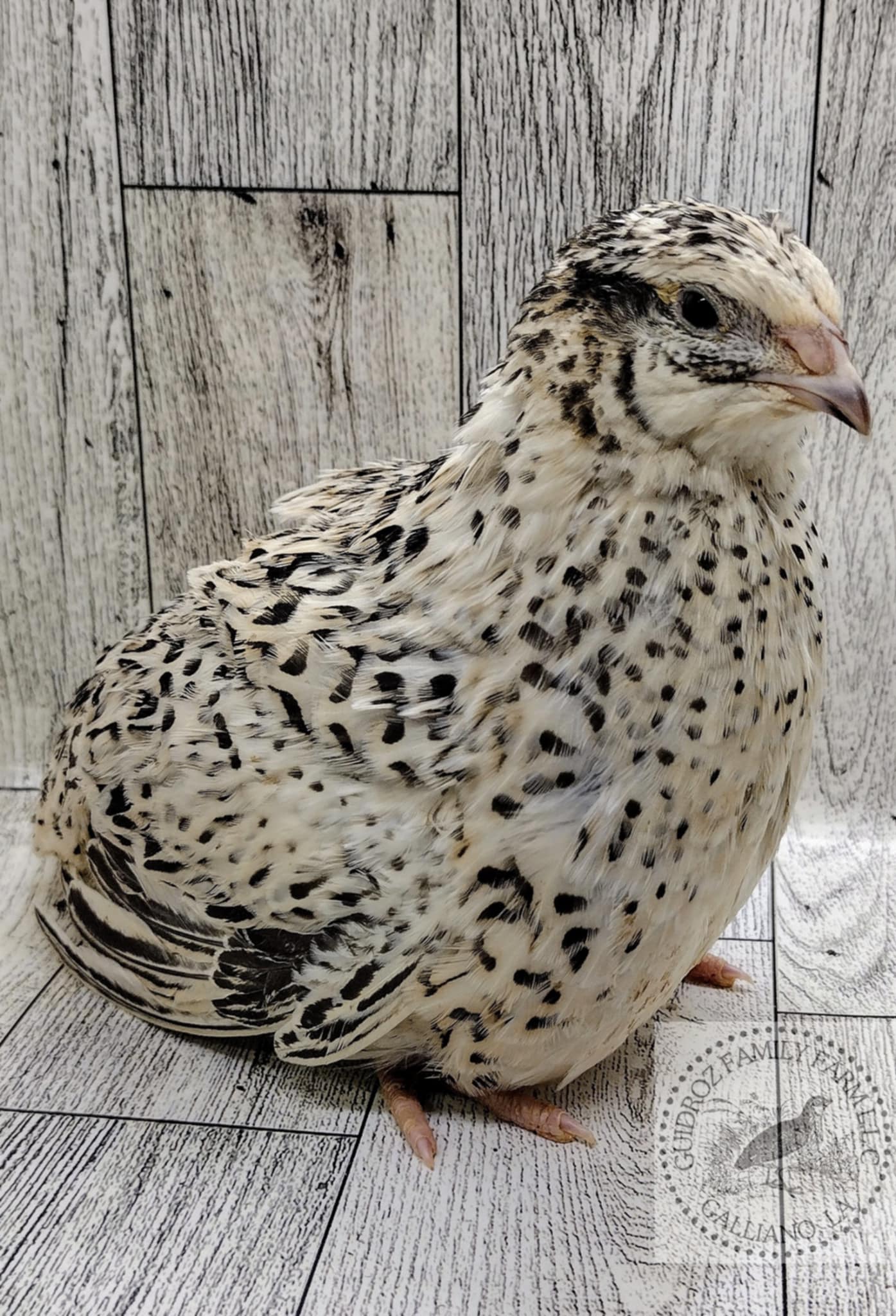 Jumbo Mix- Whites, Wild, Pearl, Pansy and Egyptian Hatching Eggs